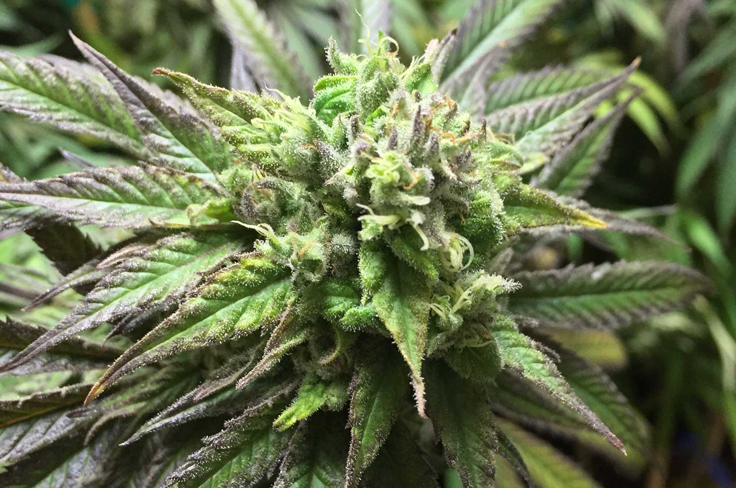 ACDCCBD02-web marijuana plant