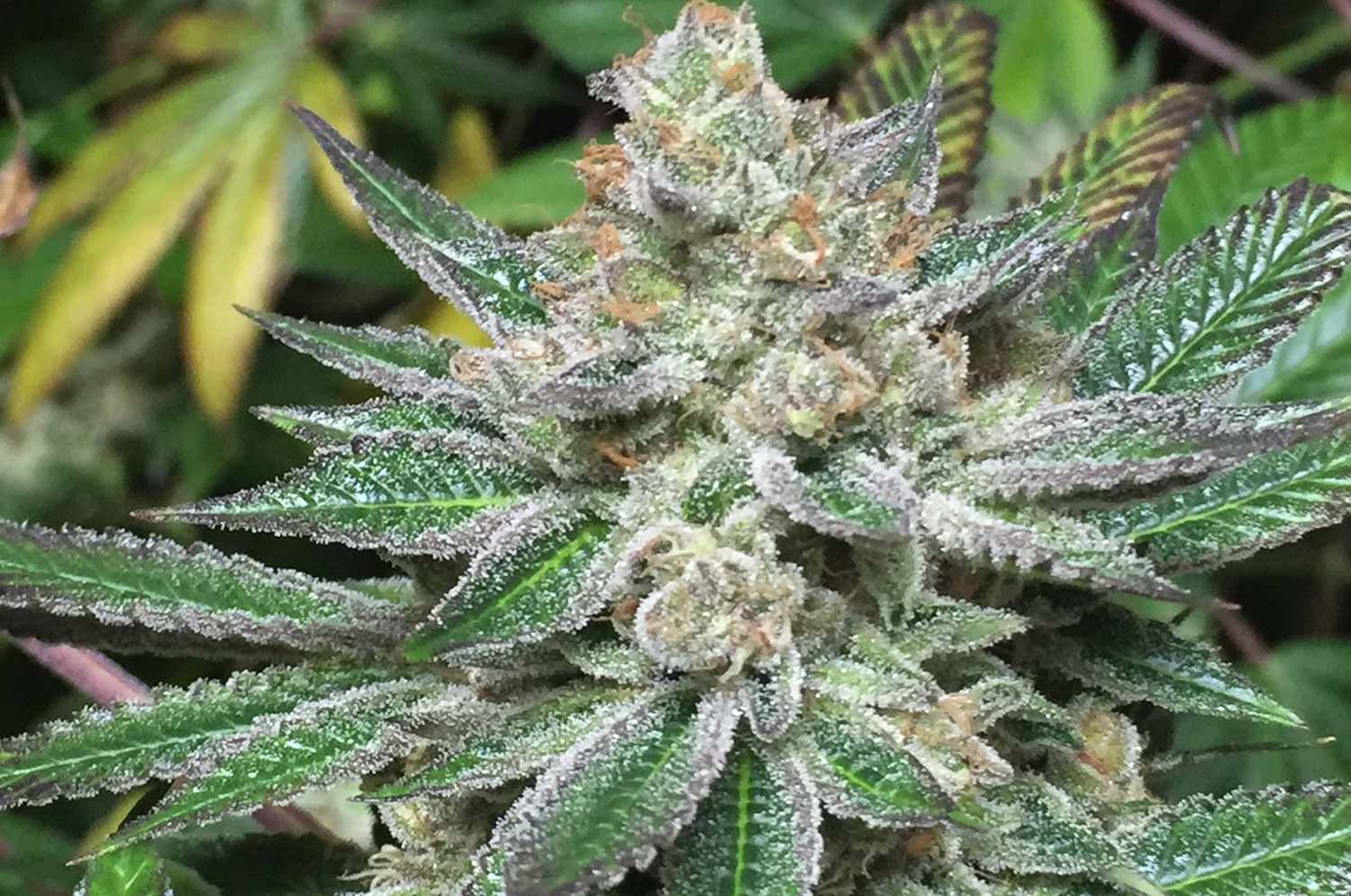 girl scout cookie marijuana plant