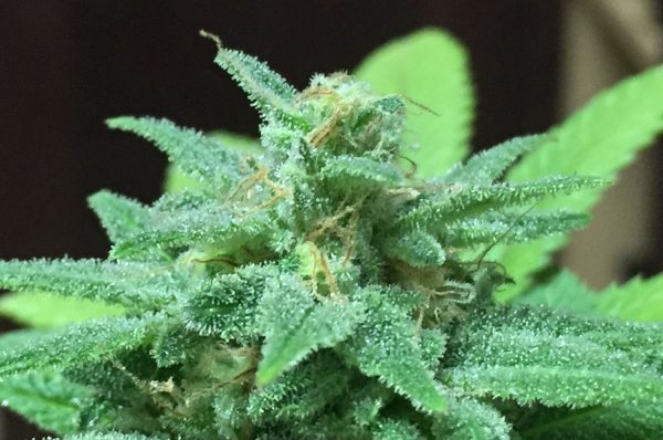 master-kush-3-web master kush marijuana plant